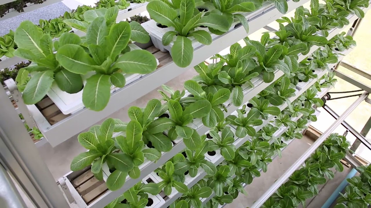 Vertical Growing Systems